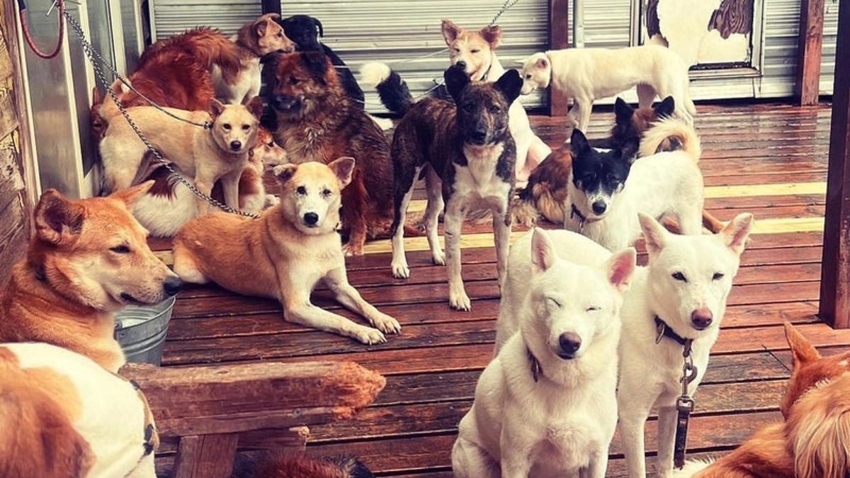 あと10日！センターにいる子の全て捨てられたわけではない。犬の命と向き合うことは、 人と向き合うこと