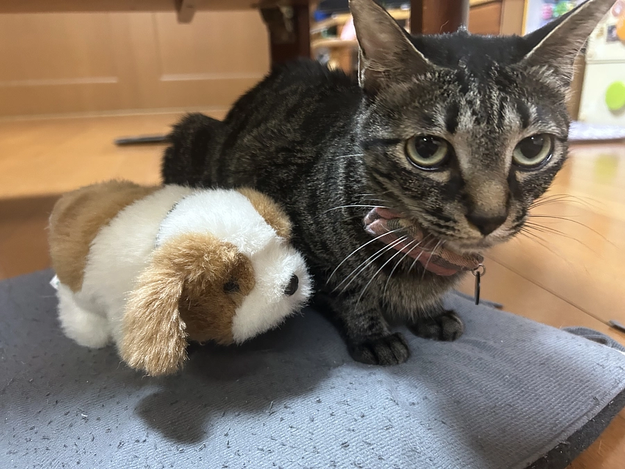 腫瘤（しゅりゅう）とは。