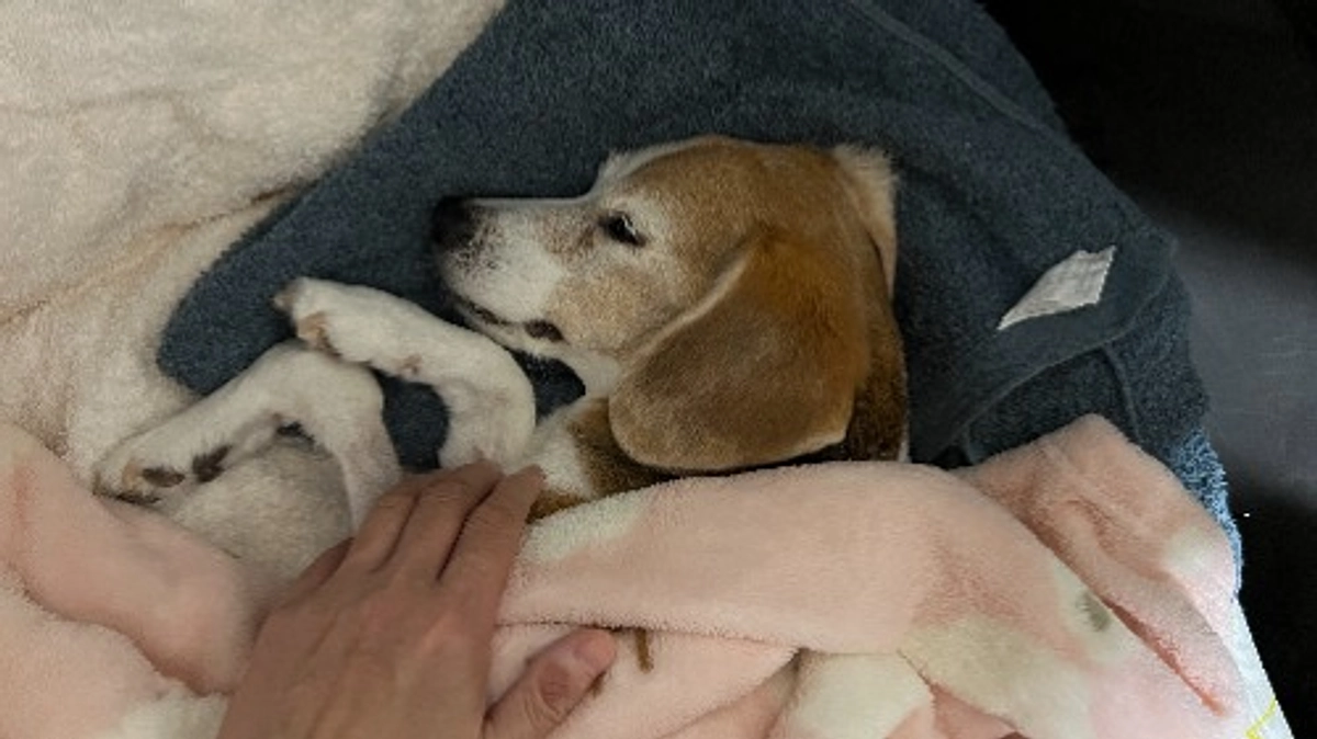 11/18 ちびっこが食べなくなって一週間。