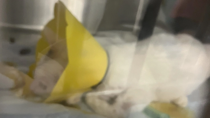 FIPで重度貧血、AB型で白血病キャリア苦難猫を治療して助けたい!