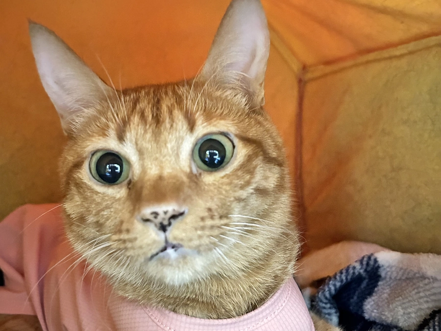 導入期終了しました