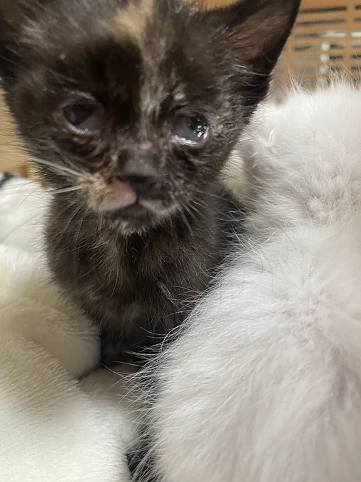 助けられない生命もある。不幸な生命を無くすには不妊手術しかない