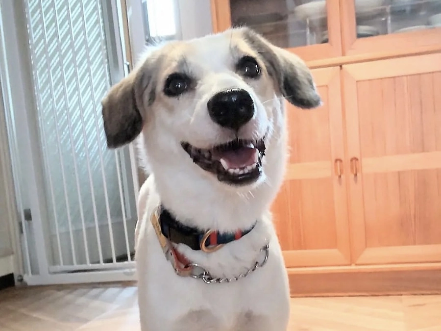 終了日まであと8日！ご家族の人生を変えていった犬　パユ