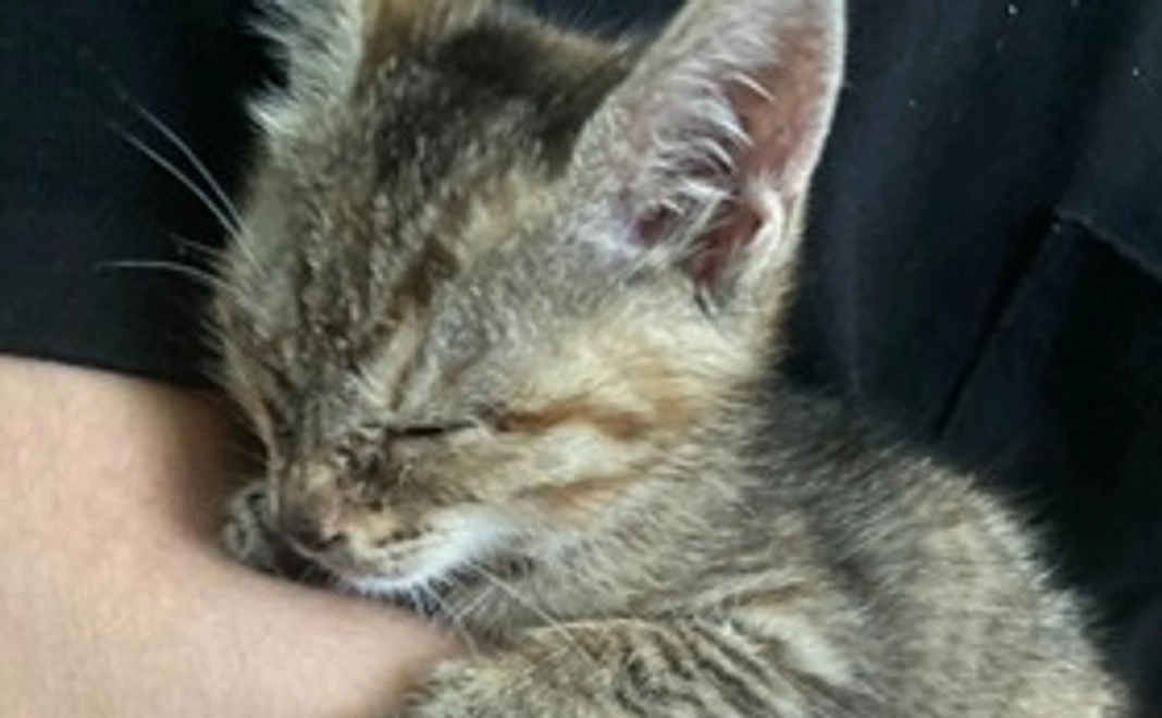 がんばれちゃめ！　感謝のメールと画像