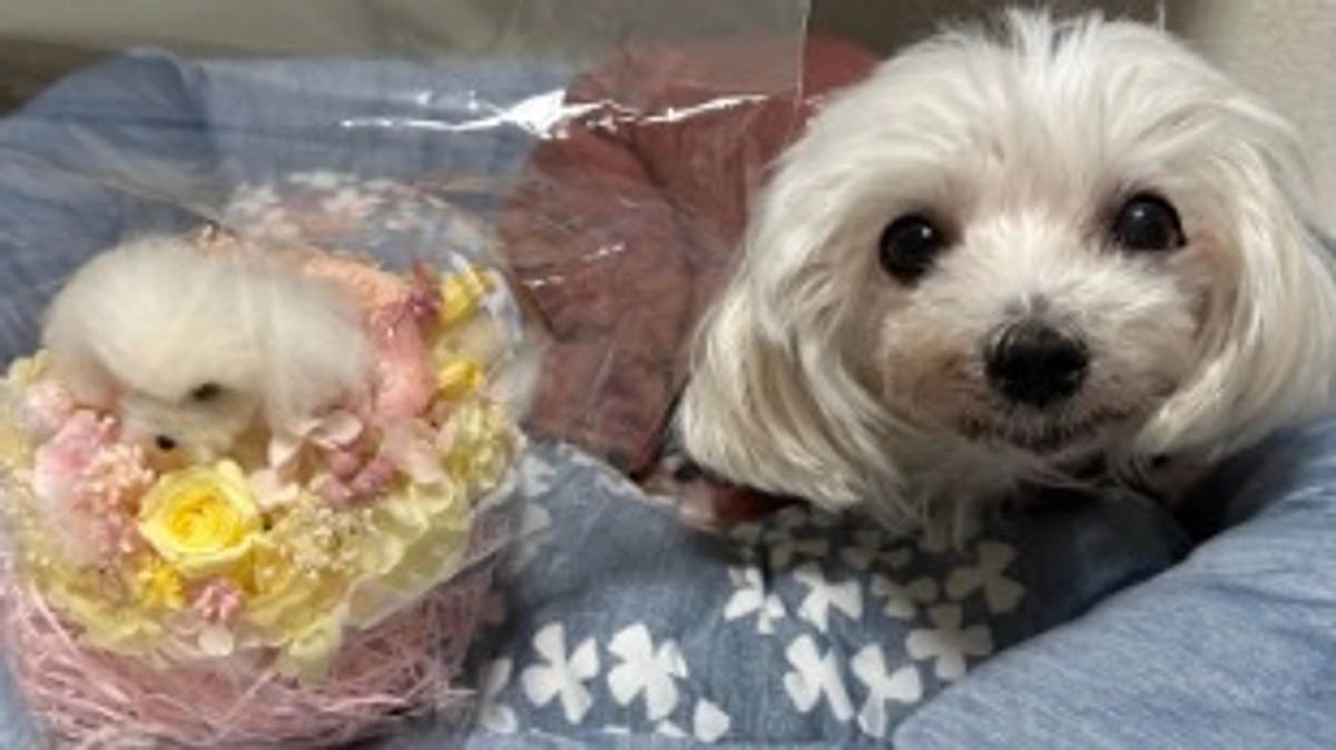 手術費用のご報告です。