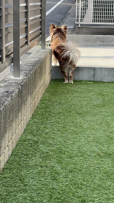 今日のお庭警備