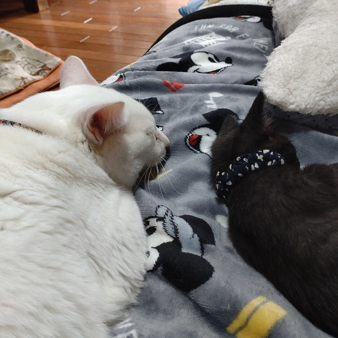 まだまだ小さいニャァ〜