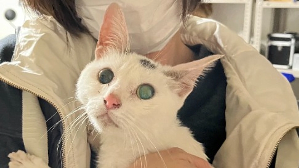 捨て猫を保護しました～2～