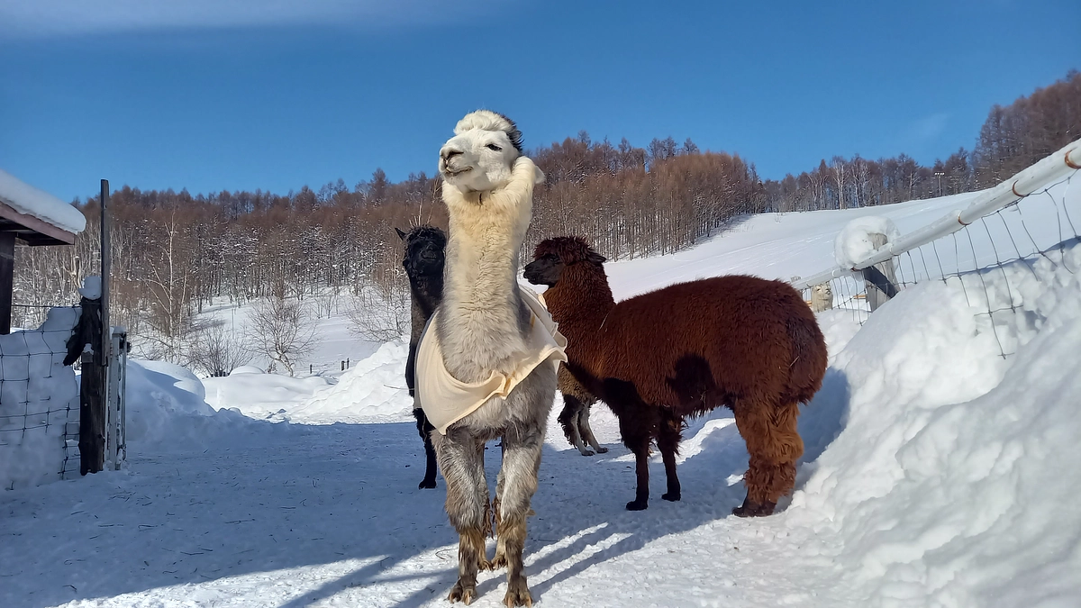寒さ対策アレコレ