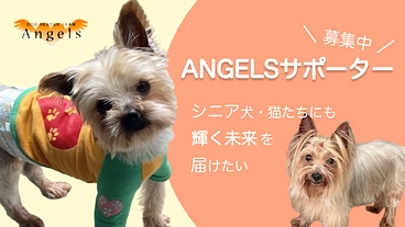 ANGELSサポーター募集中｜シニア犬・猫たちにも温かく輝く未来を のトップ画像