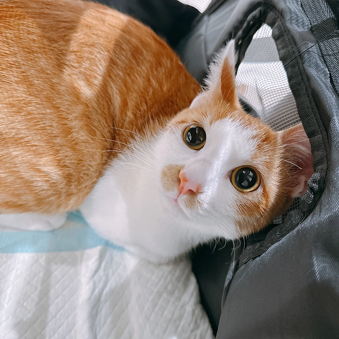 昨日の病院での診察内容のご報告