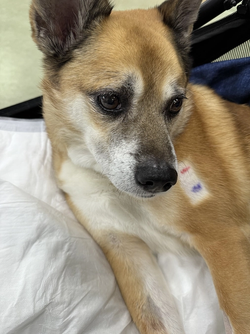 放射線治療前の検査