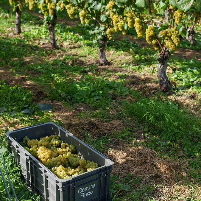 【残り５日】応援コメントのご紹介