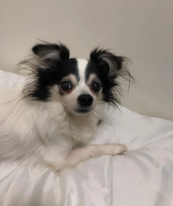 アランのクラウドファンディング期限があと20日になりました😣💦