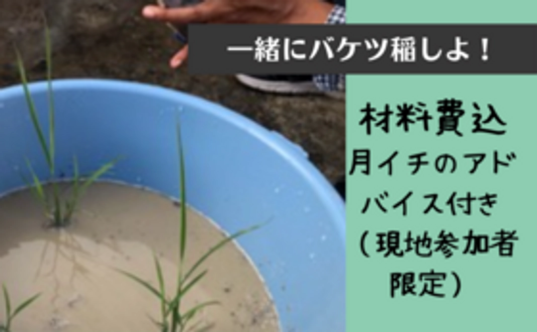 ＼夏休みの自由研究にも／　お米のスペシャリストに教わるバケツ稲コンテスト