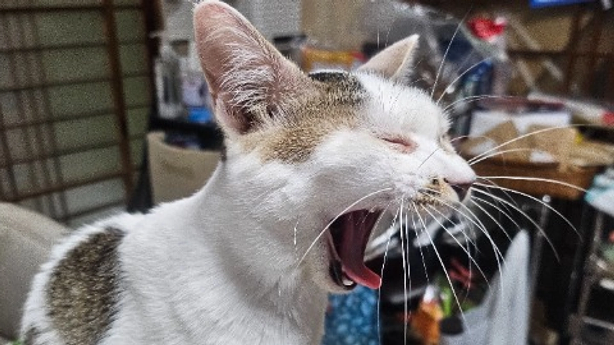 頻繁に泊まりに来る、預かり猫ちゃん