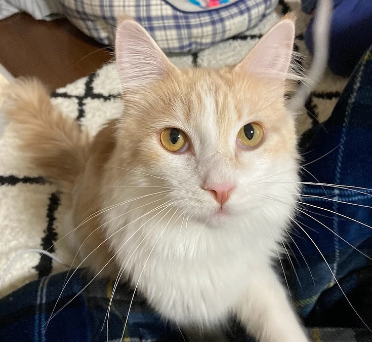 11/8ルイの様子（クラファン終了まで残り9日）