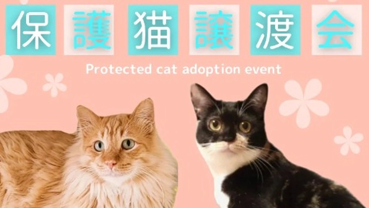 【ご支援200万円まで残り11.9万円です！】4月14日(日) 麻布十番「譲渡会」のお知らせ✨