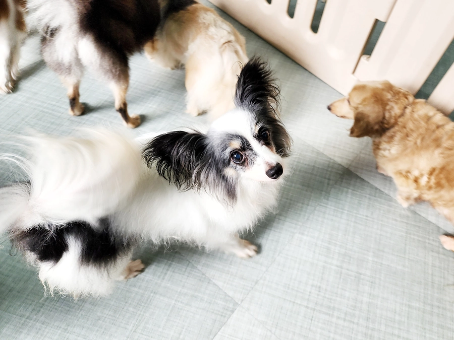 今日のチョコちゃん！（6月28日）