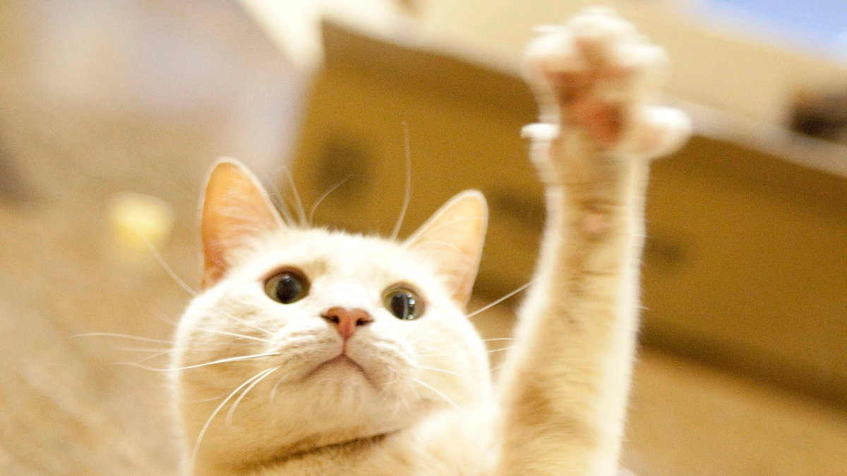 最終目標達成のお礼、本当にありがとうございます！