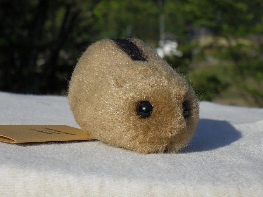 🐻 希少なぬいぐるみと出会える、いまだけの機会🍃