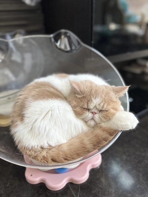 明日は朝6時からインスタライブ💪🏻📺