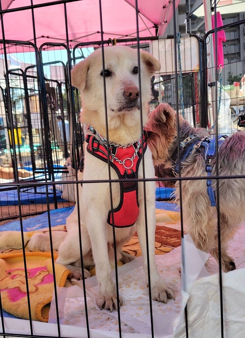 ペット防災イベントは明日も続きます。