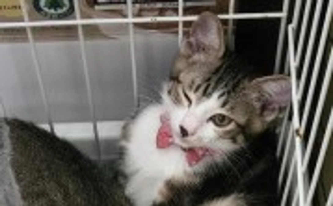 おかげさまで、第一目標を達成しました！　ネクストゴールにむけて挑戦を続けます！