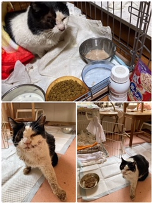 大怪我で片目は無く（もう一方も）視力がないだろうと、更には顎の骨が折れて手術をしてきた猫ちゃんの事