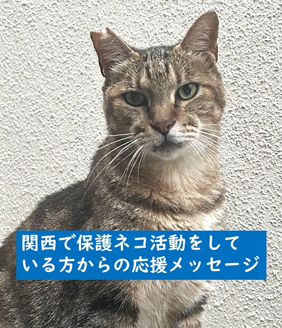 関西で保護ネコ活動をされているアルパカさんから応援メッセージが届きました