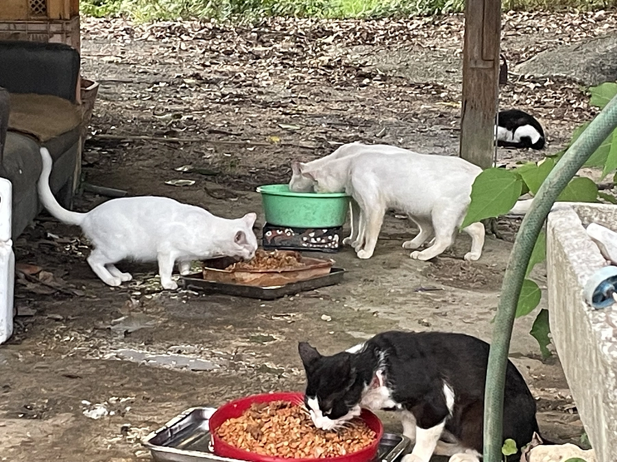 遺棄された猫さんが生きるのは過酷😭次なる関門80%‼️