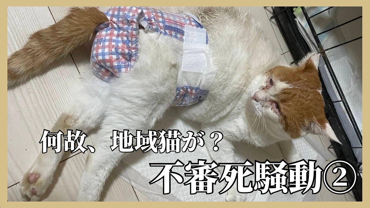 地域猫の意味とは？ 後編