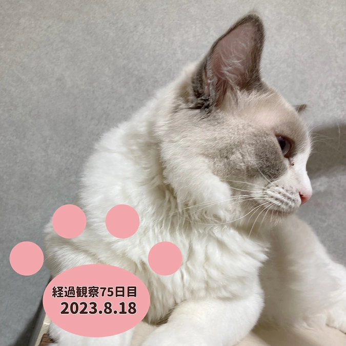 経過観察75日目(2023.8.18)
