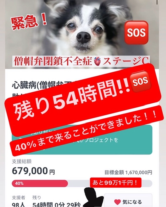 残り54時間！アランの命をまだまだ諦めません！
