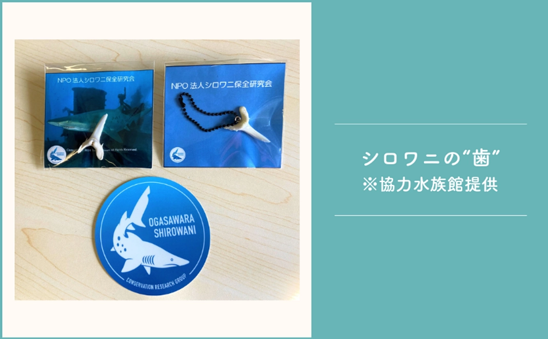 【実行団体メンバーのイチオシ！】1万2千円｜水族館で飼育するシロワニの「歯」をお届け！