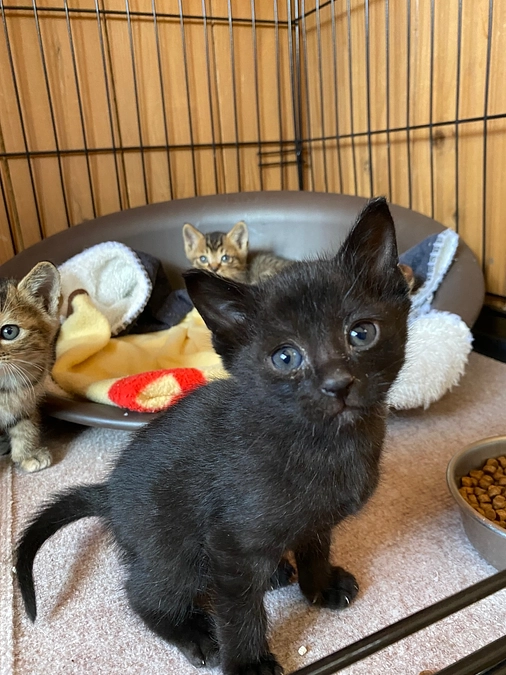 スタッフ濵田より　猫の問題に関して人々が対立する事無く、過酷な環境で生きる猫たちの数を減らす大切さ