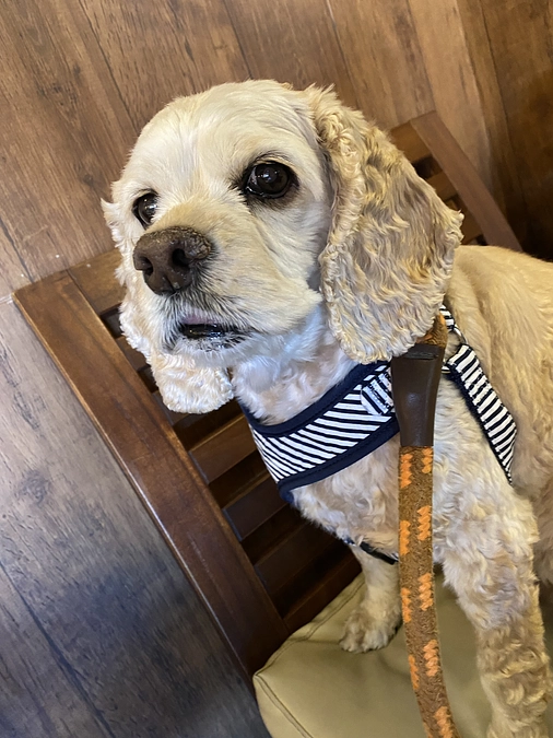 腫瘍専門獣医と抗がん剤治療診察いき相談しました　あと残り5日です　応援お願いします