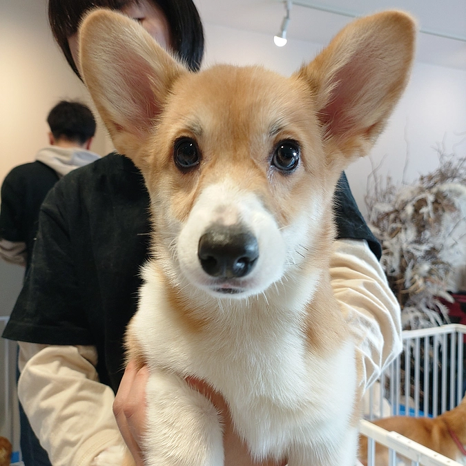 昨日は譲渡会でした🤗