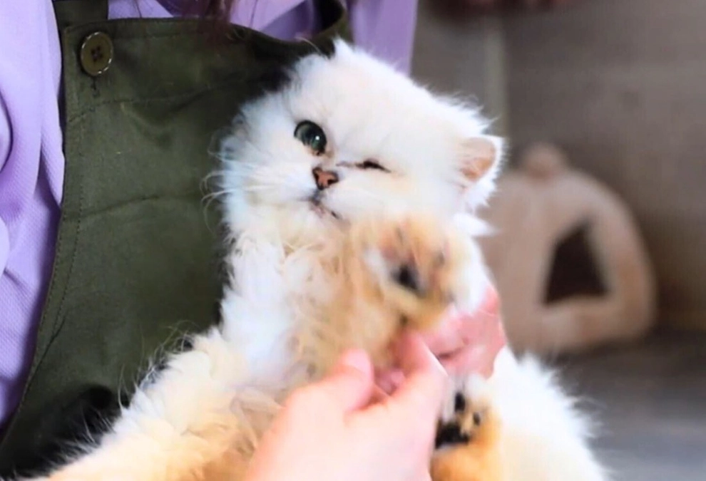 動物愛護法改正の裏で