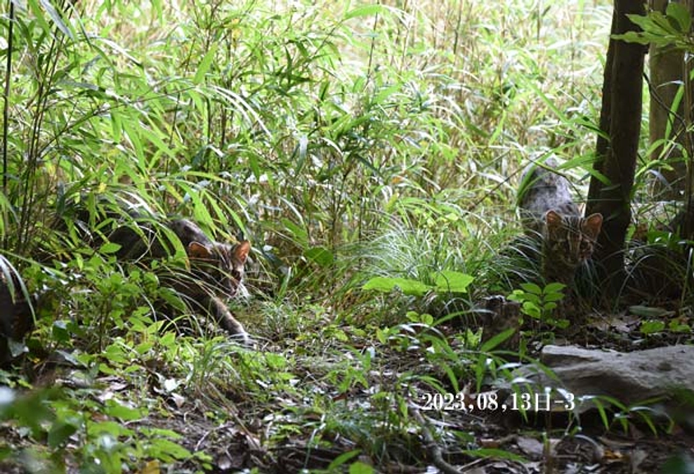 京都市動物園のやまねこ博覧会に出展します。
