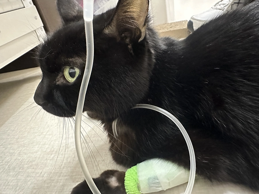 ちび、頑張っています。