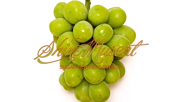 新潟県の園芸作物をアパレルを使って皆で宣伝しよう！ のトップ画像