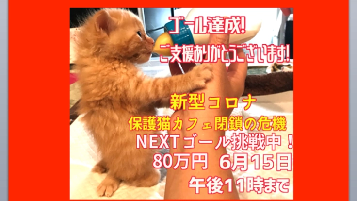 新型コロナ自粛により保護猫活動の危機