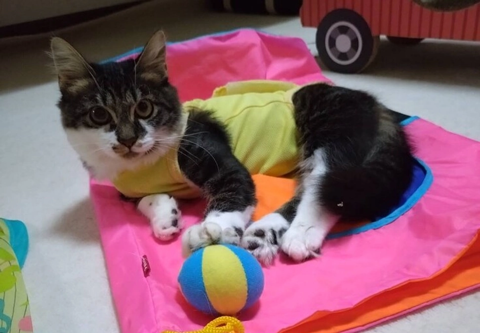 医療協力中「なおたろう」その後