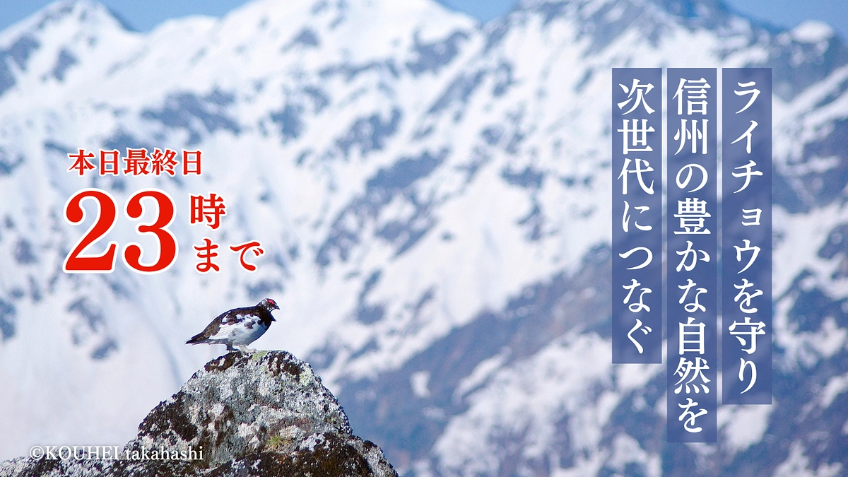 【本日最終日 23時まで】よろしくお願いします