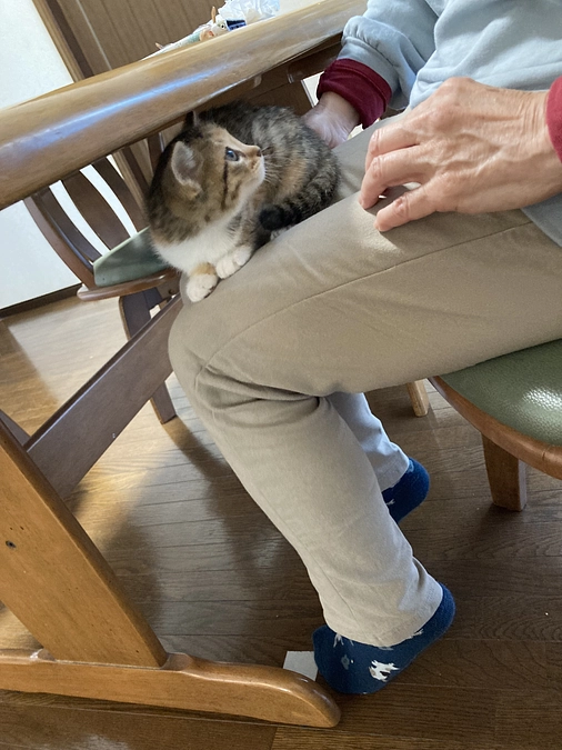 子猫保護！！ただ別の子⑧里親募集