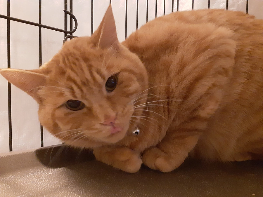 【はやて君】里親募集開始の報告とお知らせ