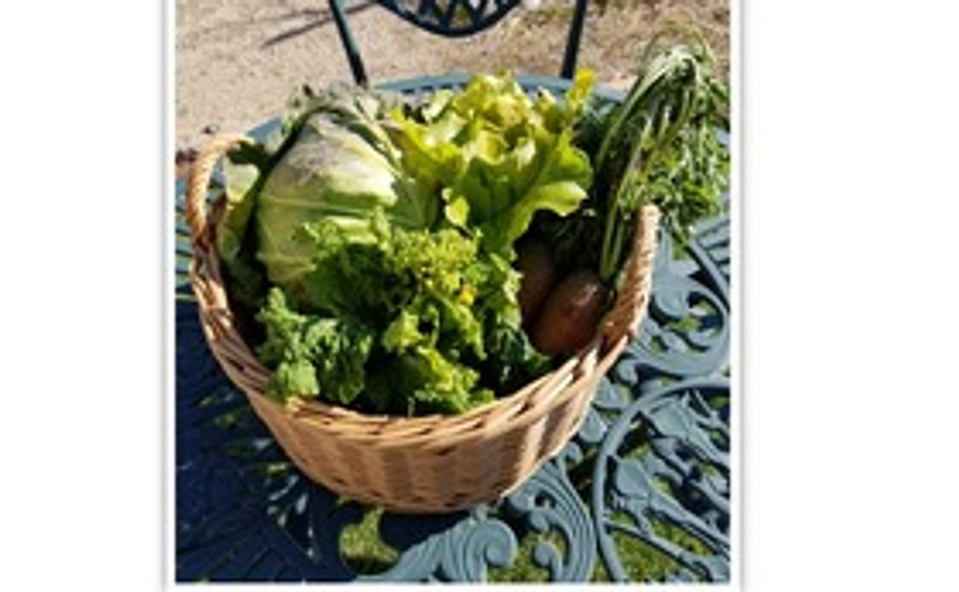 心を込めて育てた野菜セット小サイズ