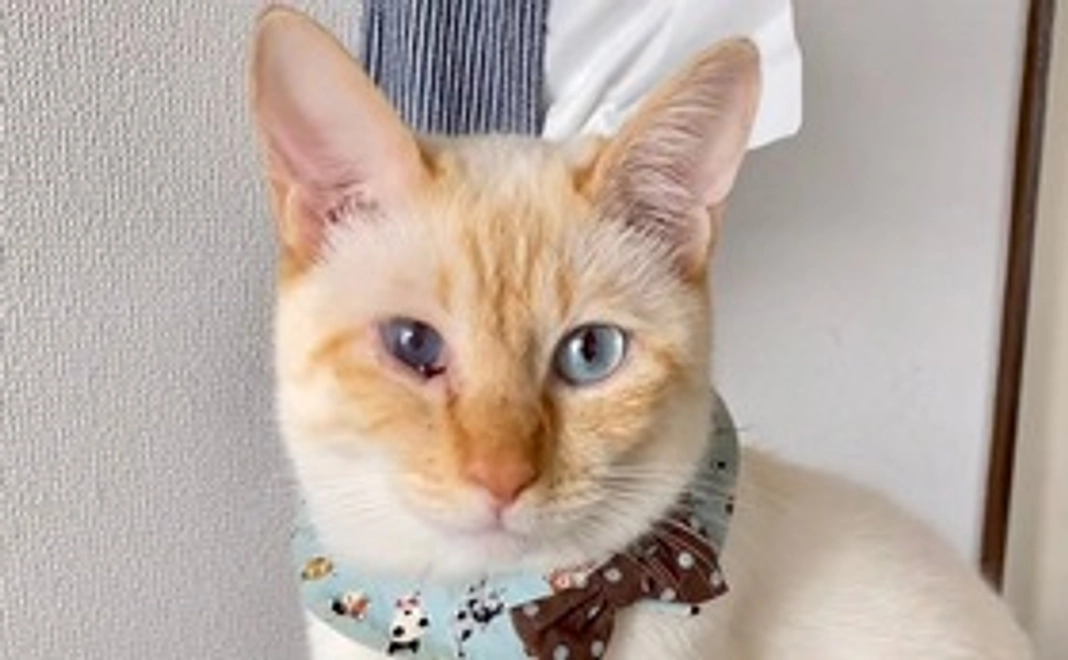 野良猫かぞく【ファミリー】30,000コース