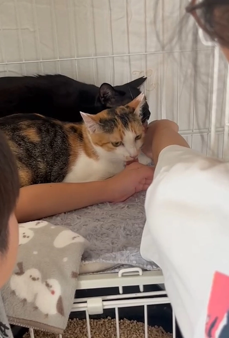 三毛猫のふうちゃん　トライアルに出発しました！